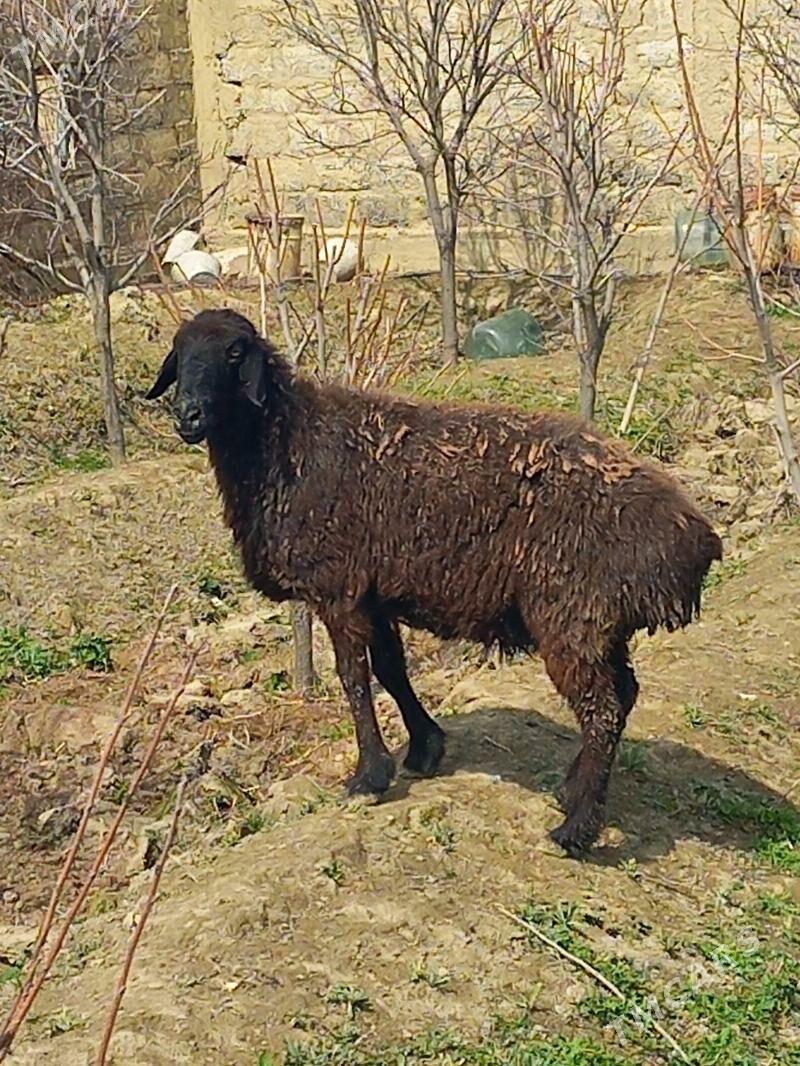 Gisar bogaz goÿyn - Gökdepe - img 1