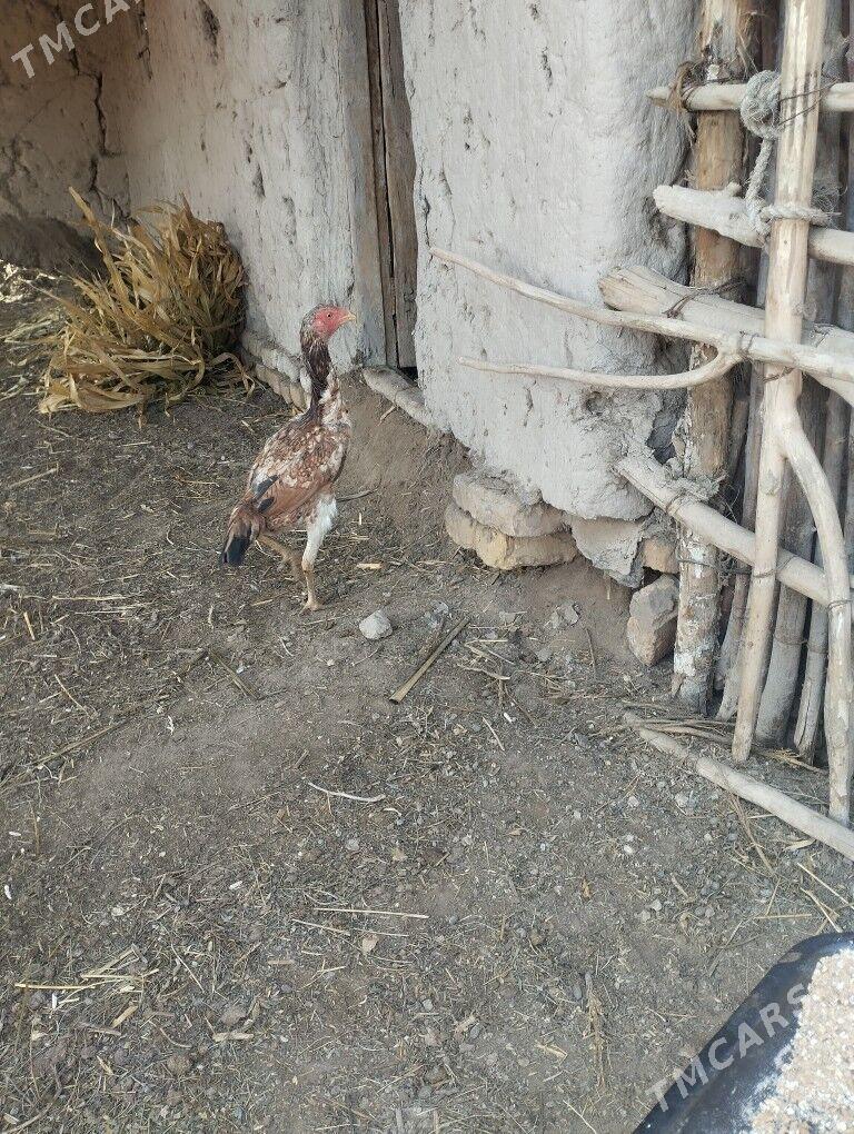 towuk - Akdepe - img 1