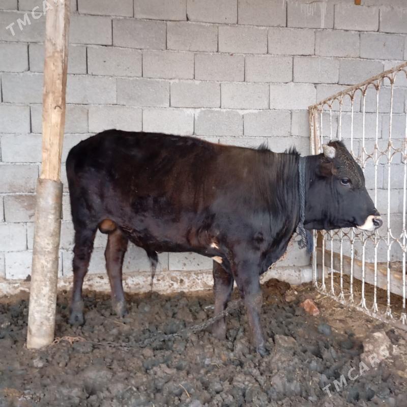 öküz - Кипджак - img 1