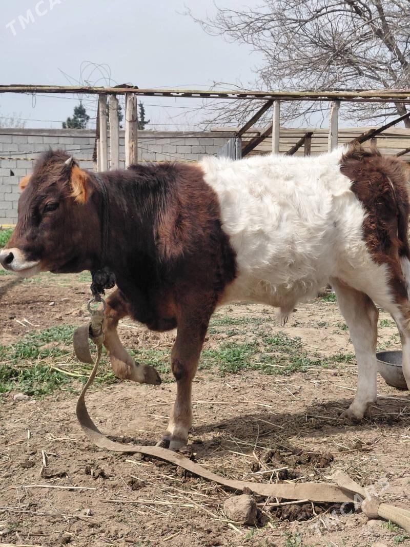 okuz - Ашхабад - img 1