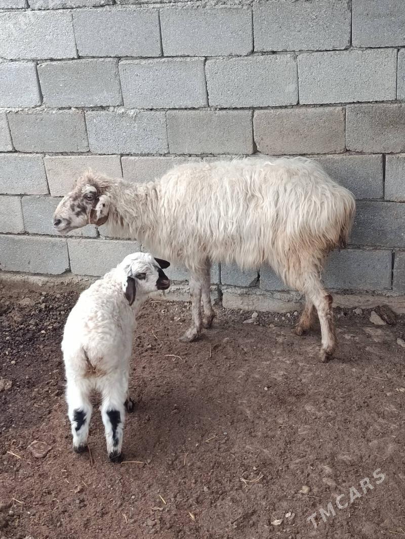 Guzuli goyun - Бузмеин - img 1