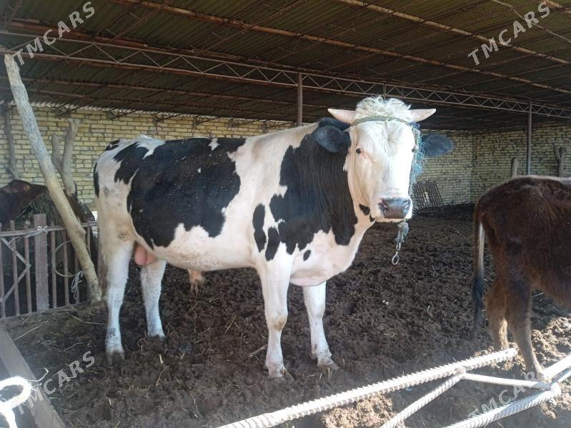 okuz - Dänew - img 1