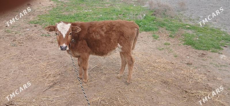 okuz - Гёкдепе - img 1