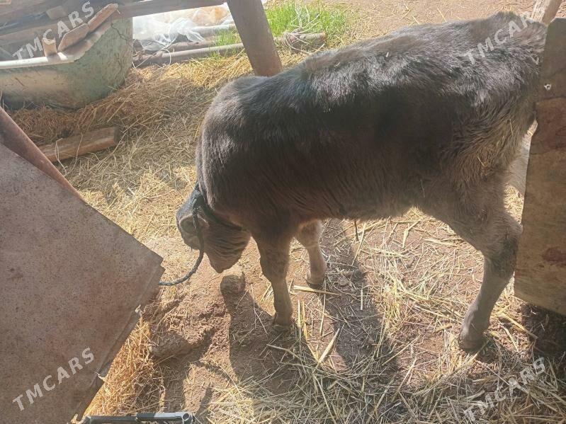 Göle - Бузмеин - img 1