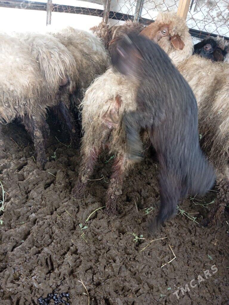 guzuly goyun - Aşgabat - img 1