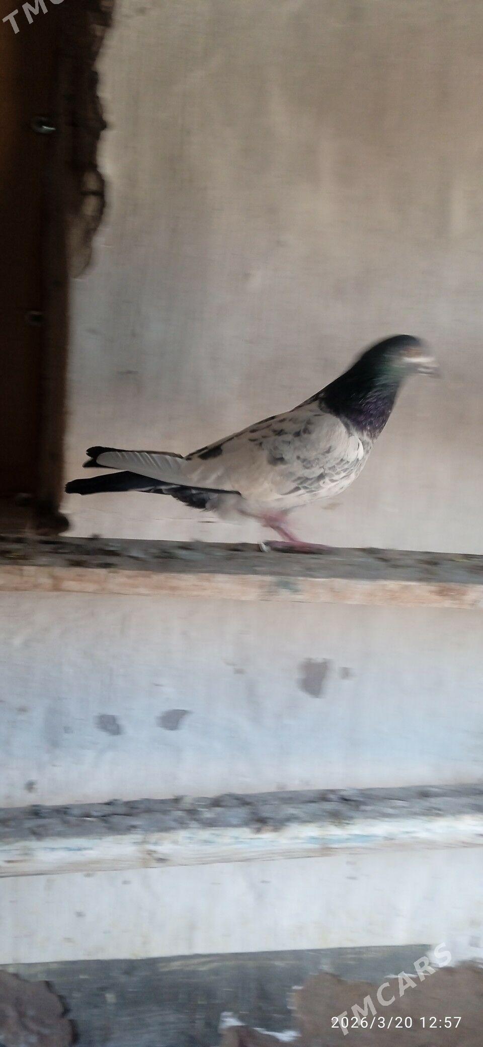 kepteri - Türkmenabat - img 1