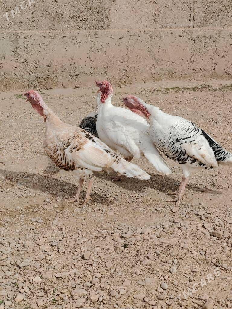 Erkek induk - Балканабат - img 1