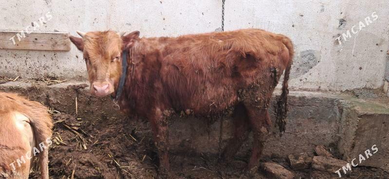 okuz - Ашхабад - img 1