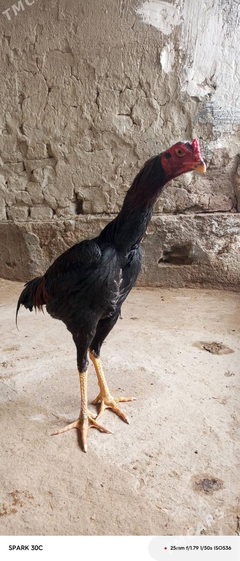 taskent - Бахарден - img 1