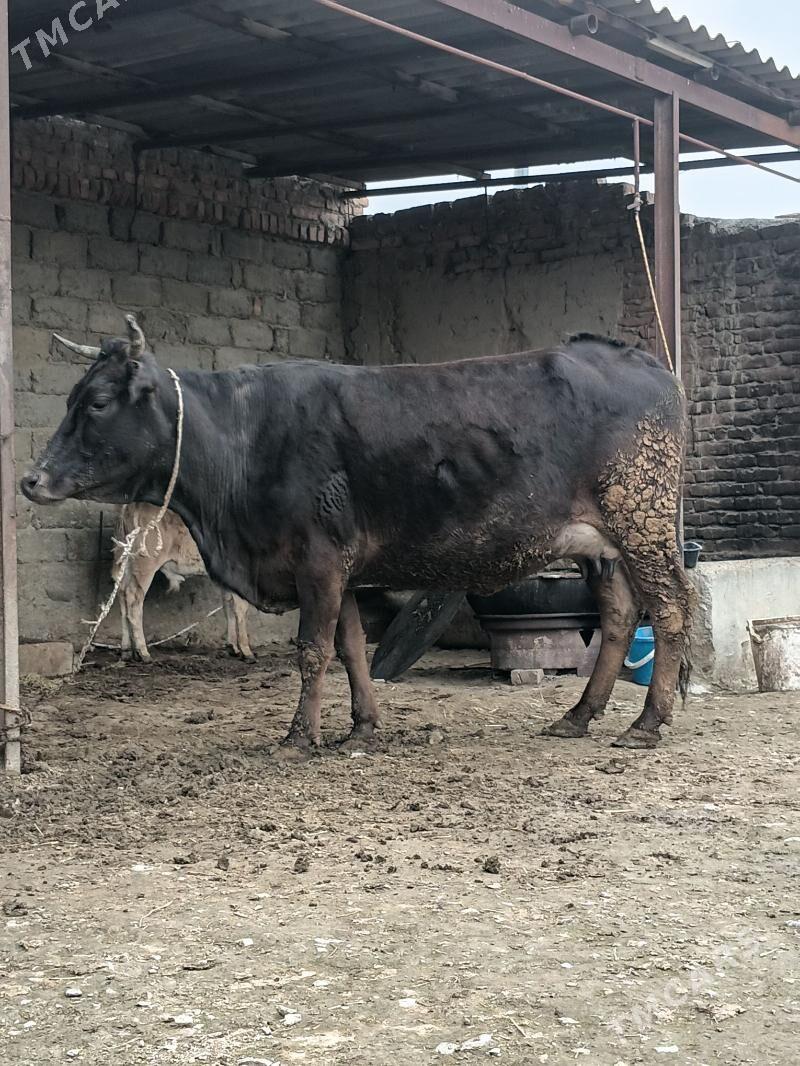 GOLELI SYGYR - Бахарден - img 1