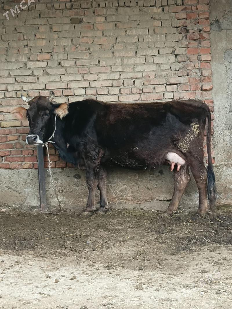 GOLELI SYGYR - Бахарден - img 1