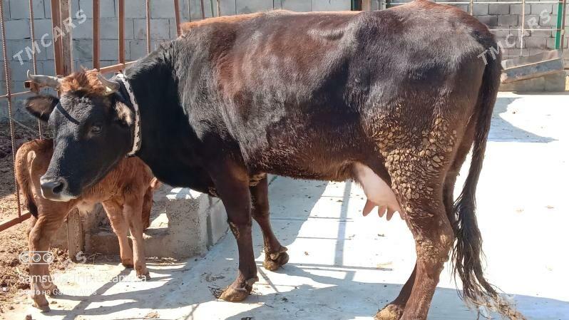 GÖLELI SYGYR - Gökdepe - img 1