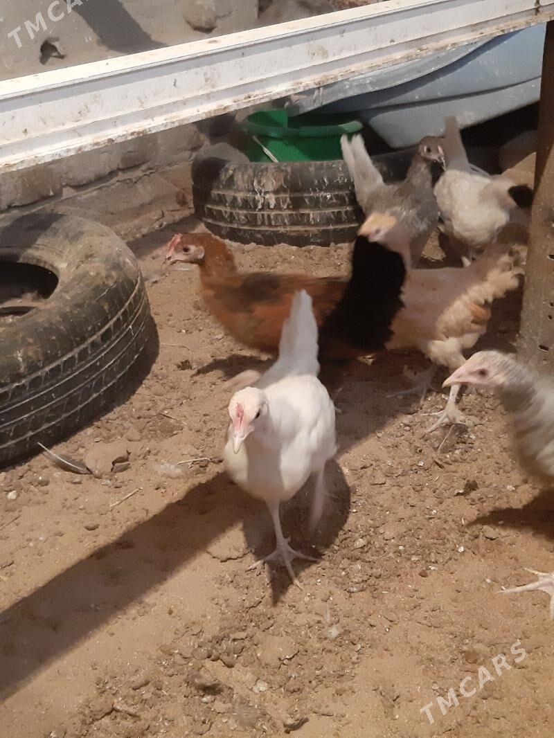 towuk juyje - Mary - img 1