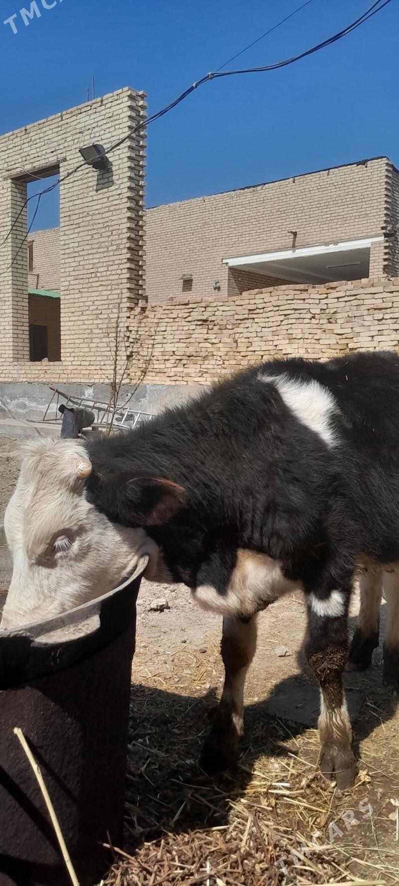 smental okuzce - Чарджоу - img 1