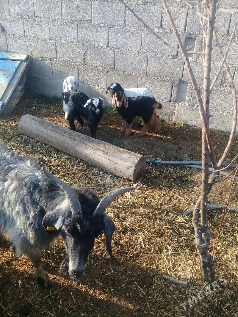 Owlakly geçiler - Bäherden - img 1