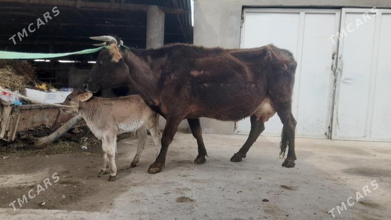 goleli sygyr - Бахарден - img 1