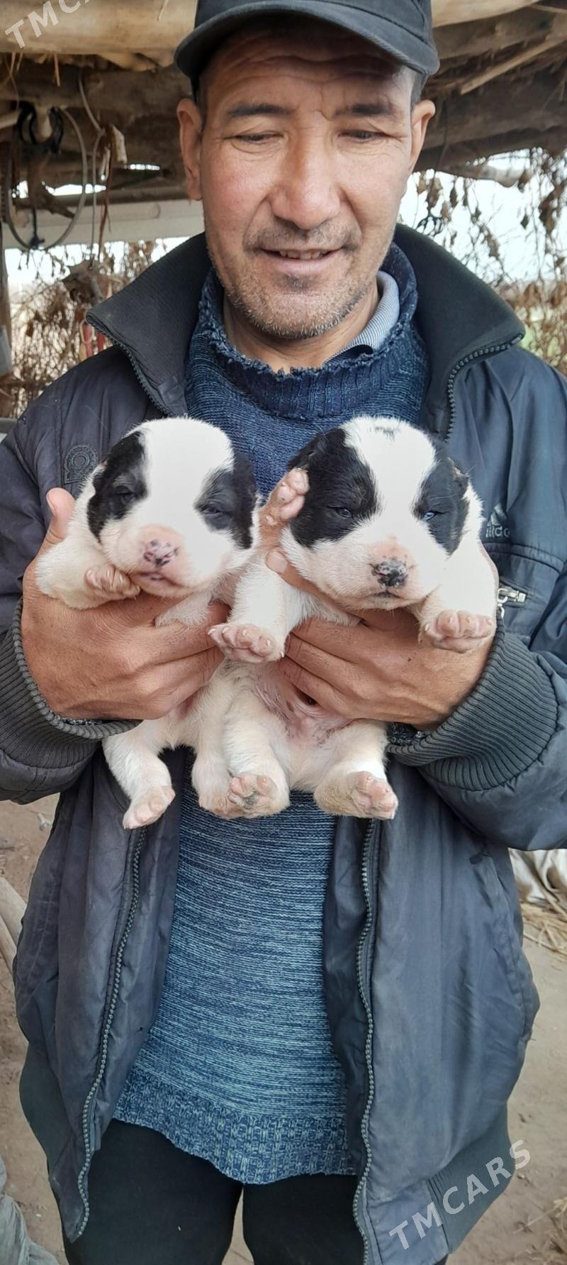 arassa linya gujukler - Акдепе - img 1