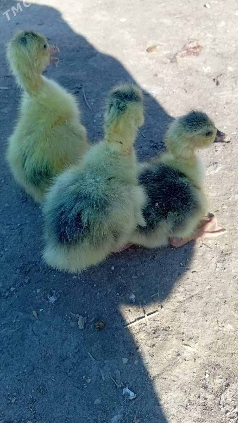 gaz juyje - Şabat etr. - img 1