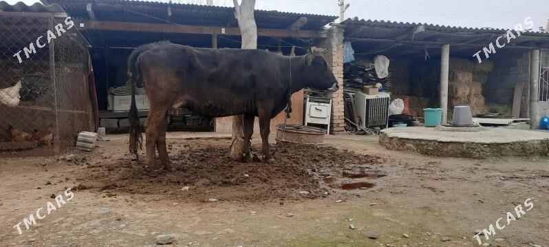 göleli sygyr - Бахарден - img 1