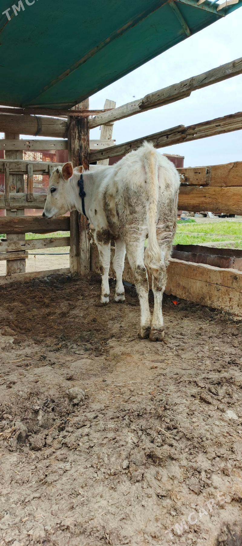 Tohum Tüwe - Бахарден - img 1