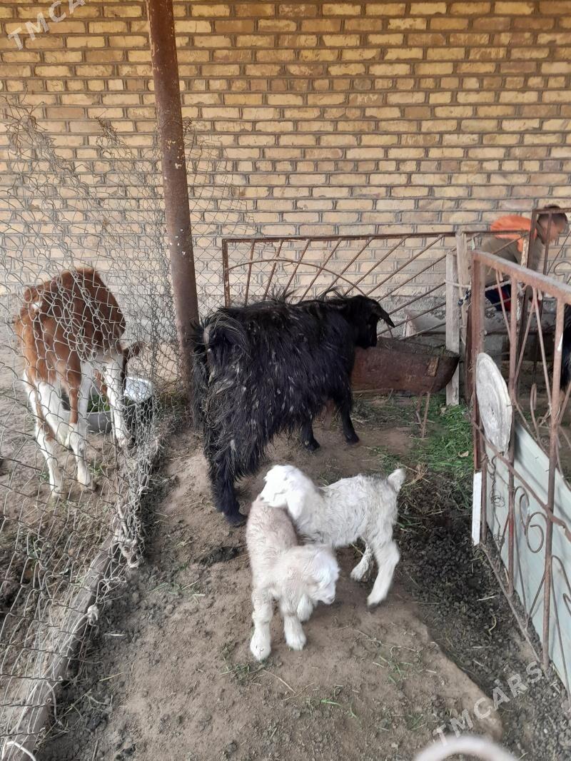 ekiz oglakly geci - Мары - img 1