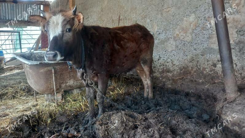 tuwe - Aşgabat - img 1