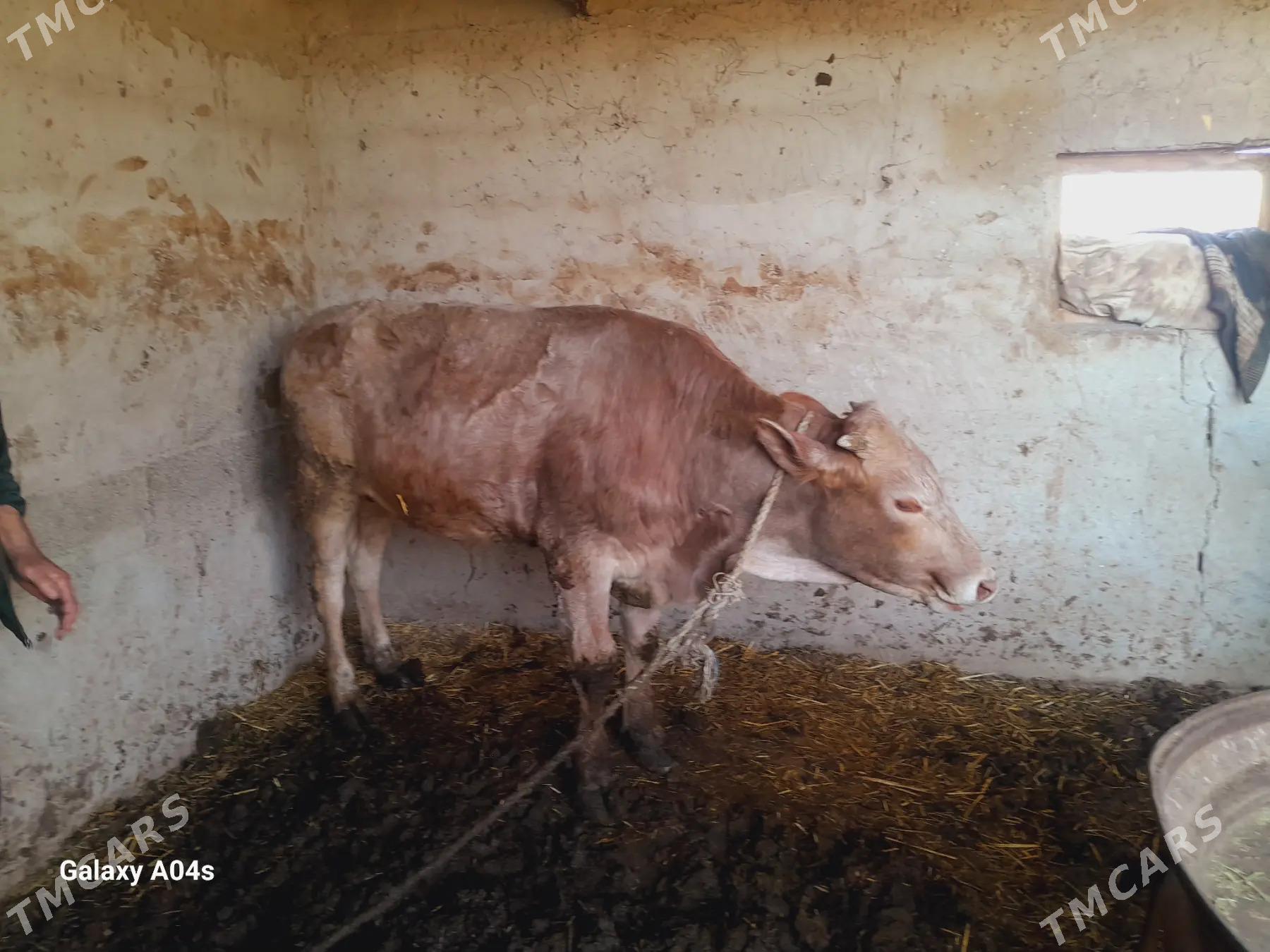 okuz - Бабадайхан - img 1