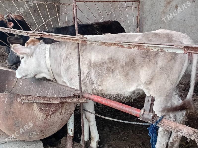 tuwe okuz - Багир - img 1