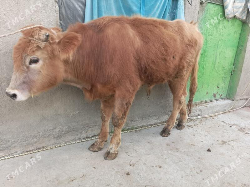 swed öküz - Bagyr - img 1