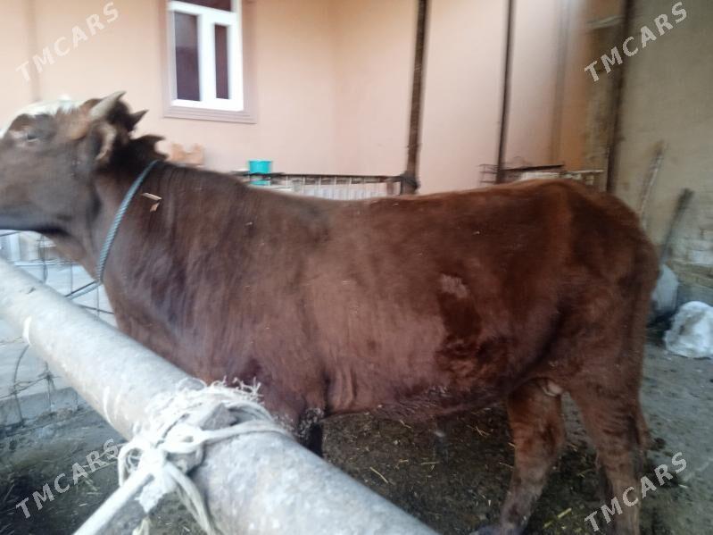 3 sany öküz - Туркменабат - img 1