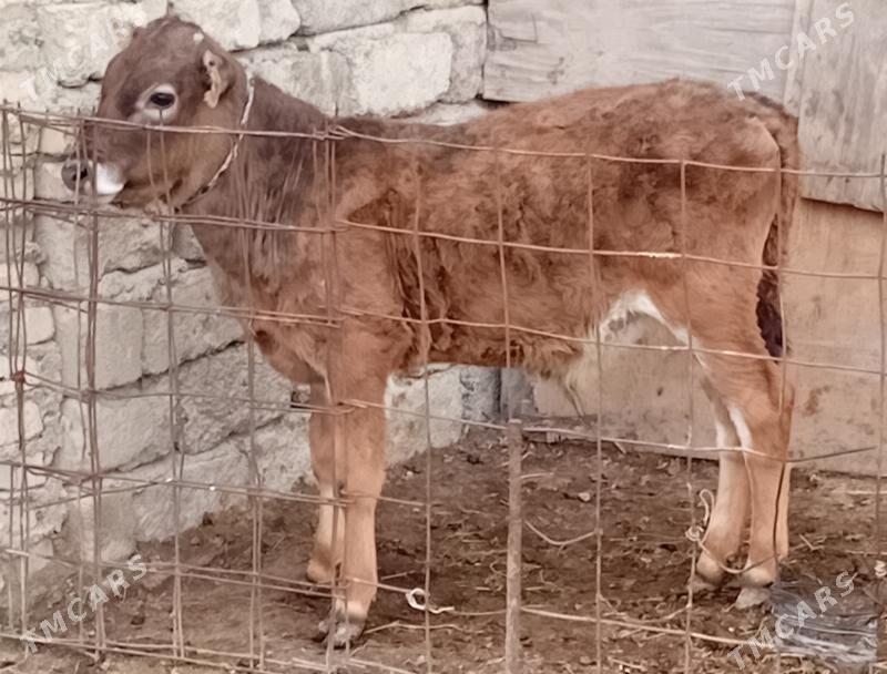 öküz şwes - Бузмеин - img 1