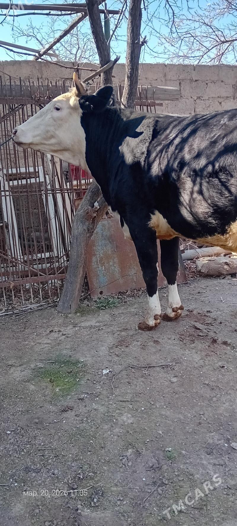 богаз сментал унажын - Türkmenabat - img 1