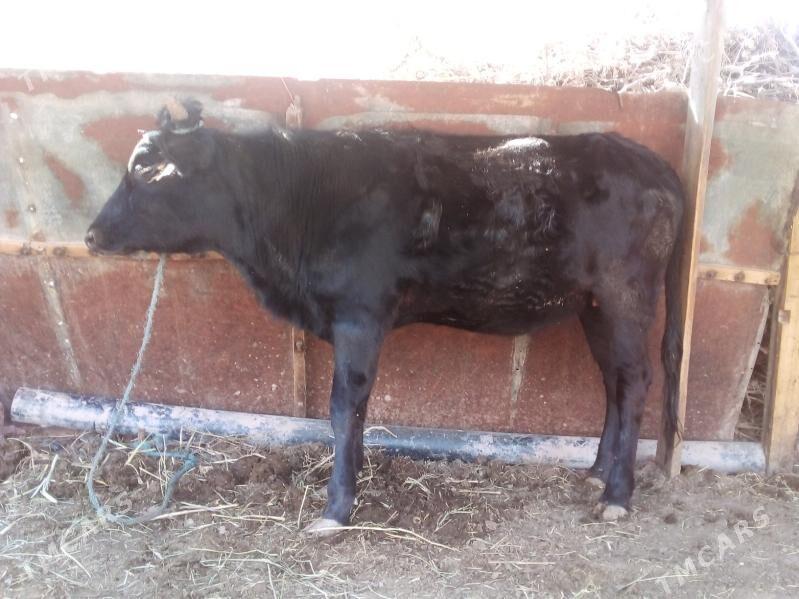 gysyr unajyn - Çärjew - img 1