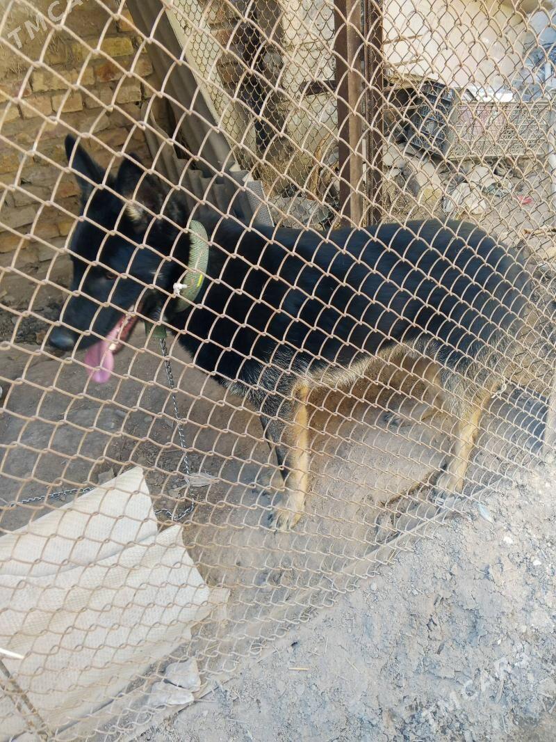 nemeski afcarka - Чарджоу - img 1