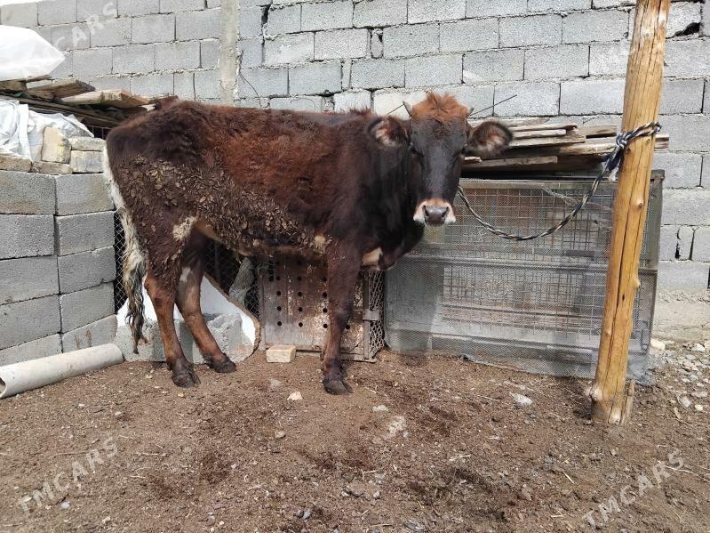 tüwe - Garadamak Şor - img 1