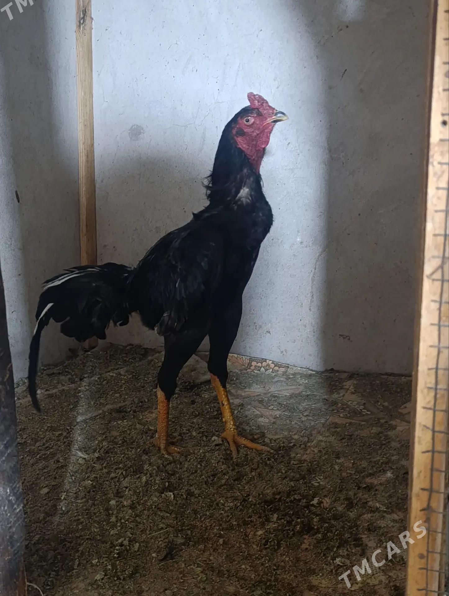 хораз - Dänew - img 1