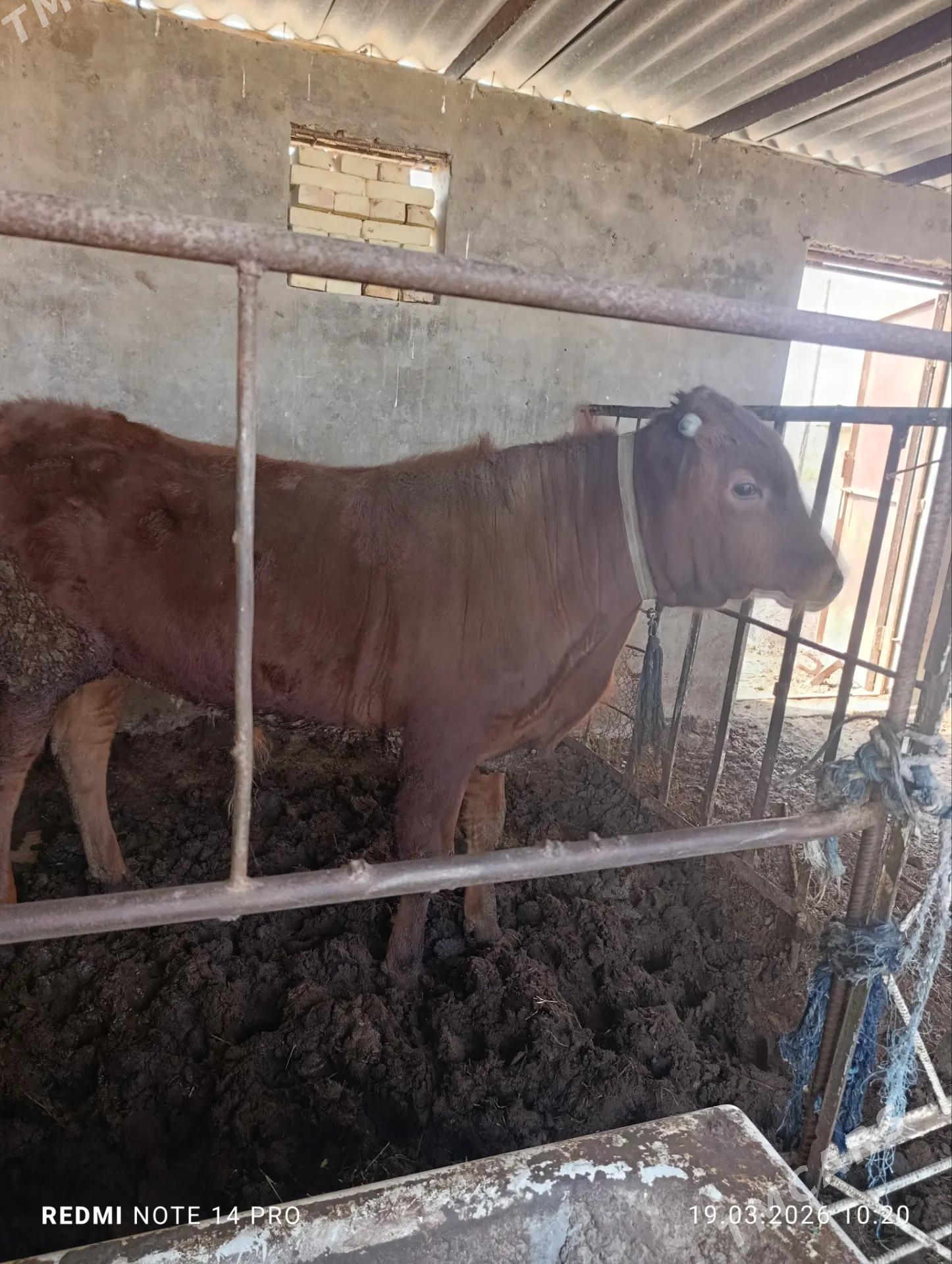 Paroda öküzçe - Огуз хан - img 1