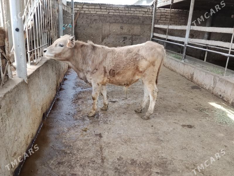 şiwes öküz - Багир - img 1