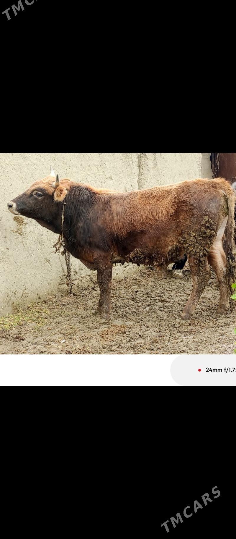 okuz - Бахарден - img 1