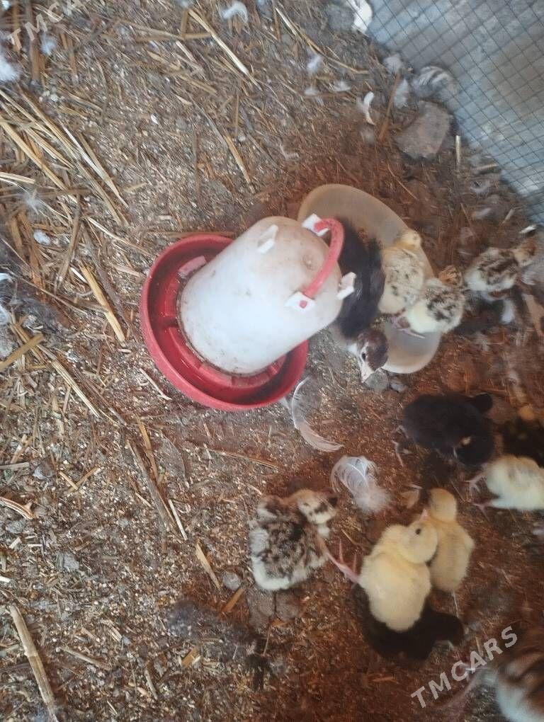 Owgan paroda - Чарджоу - img 1