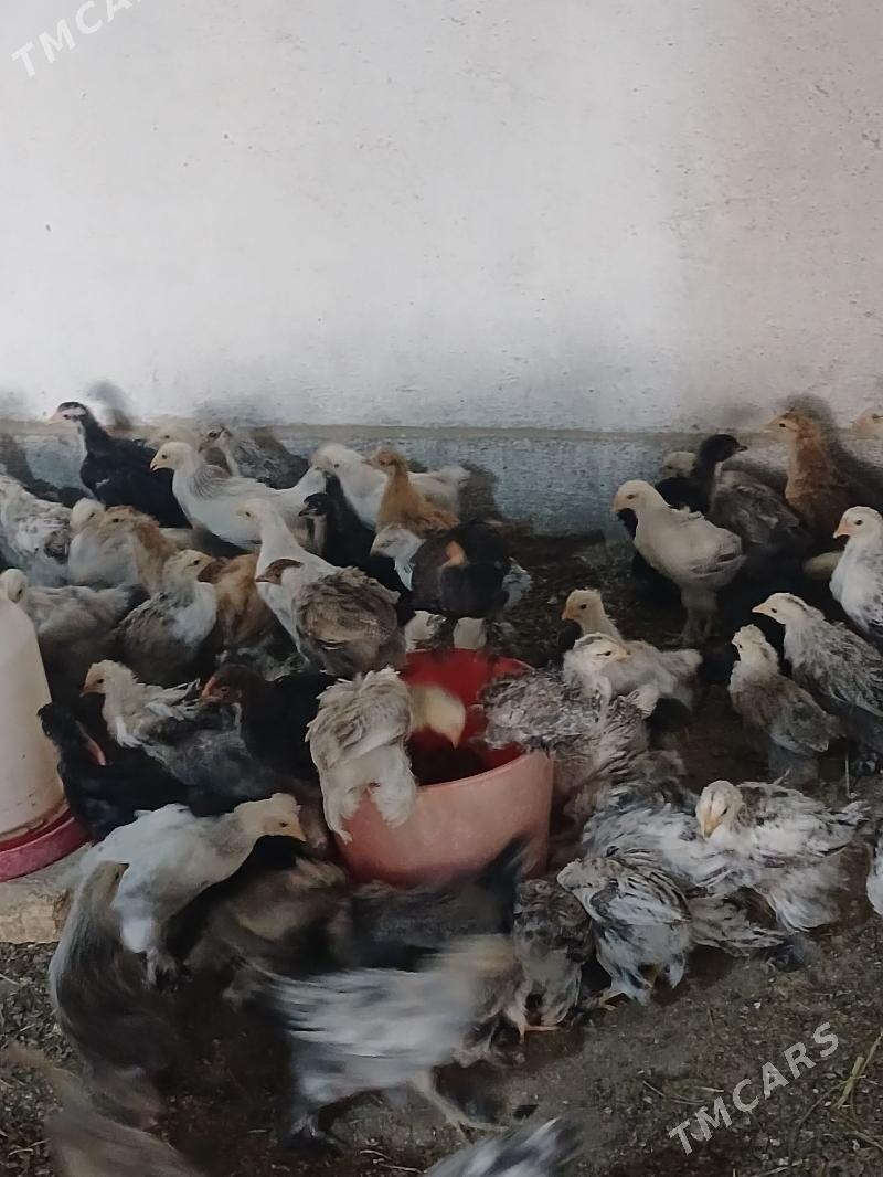 balgar juje - Кака - img 1