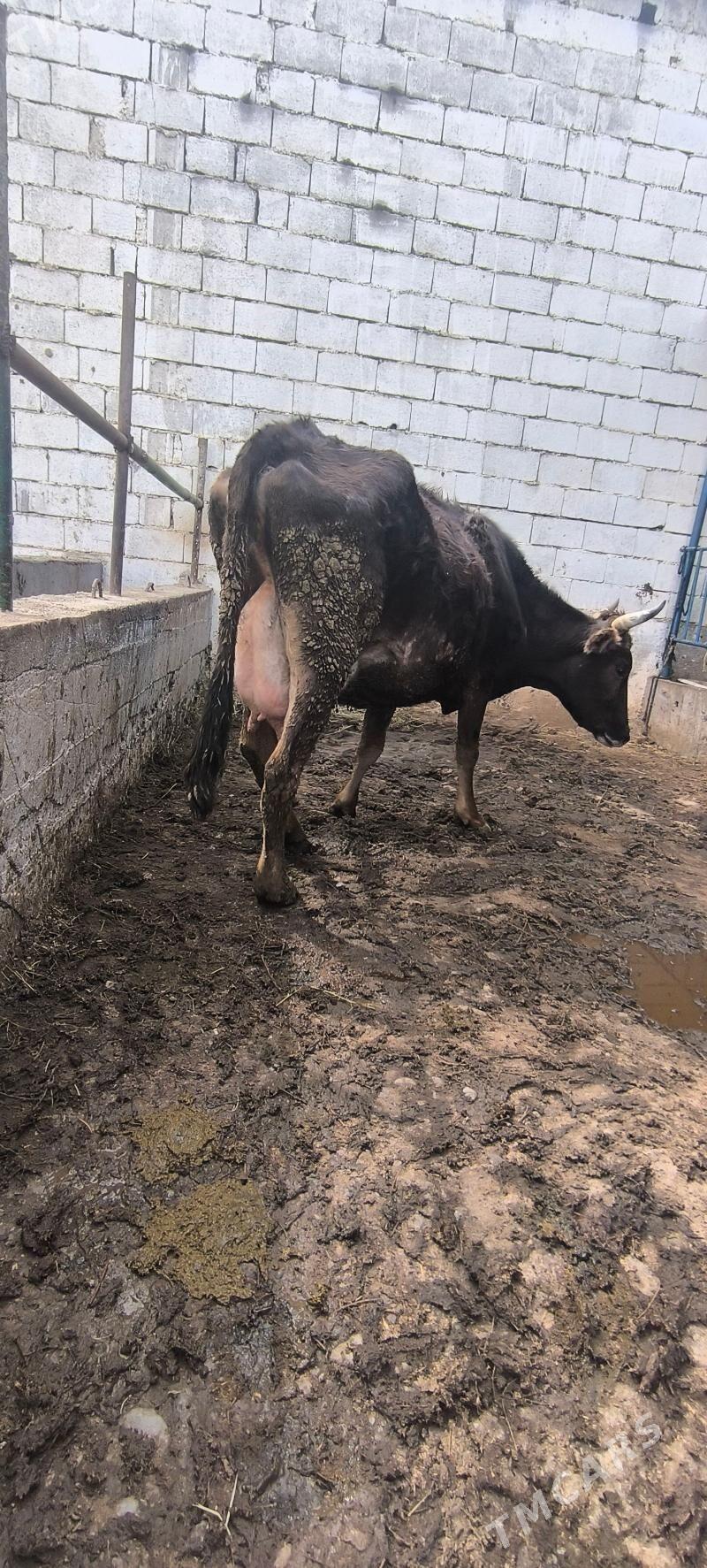 sygyr - Чоганлы - img 1