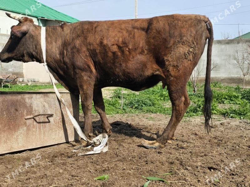 Bakylan sygyr - Aşgabat - img 1