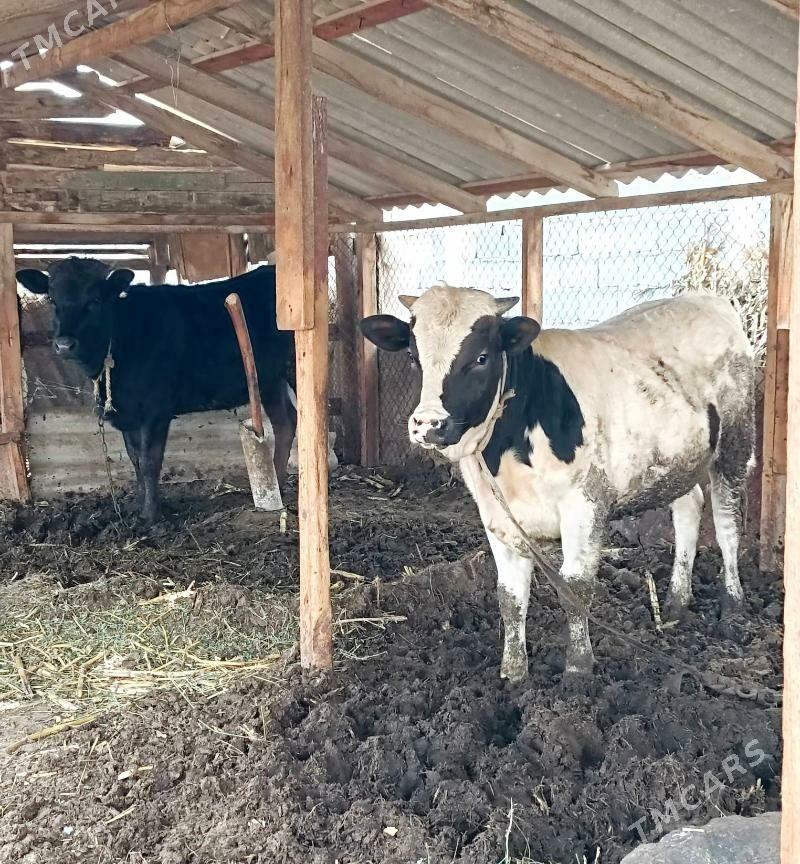 Gibrit öküz tüwe - Бузмеин - img 1