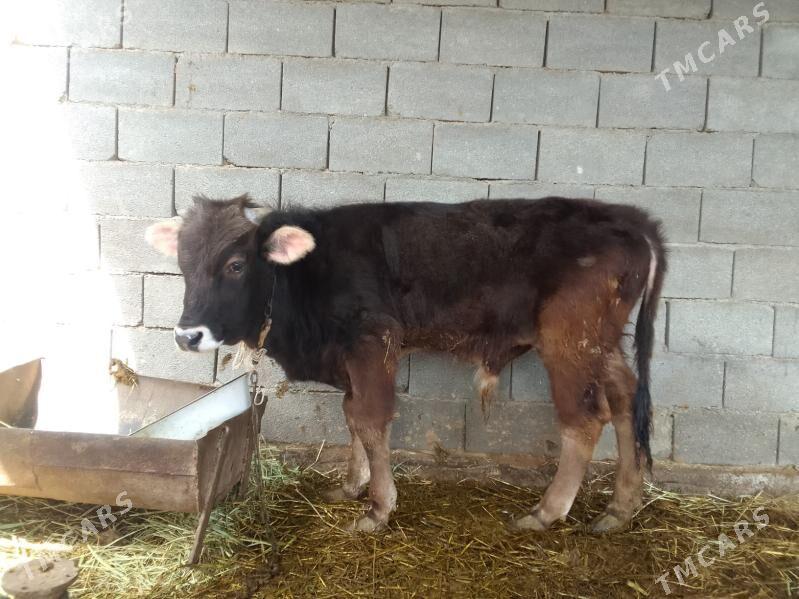 okuz - Gökdepe - img 1