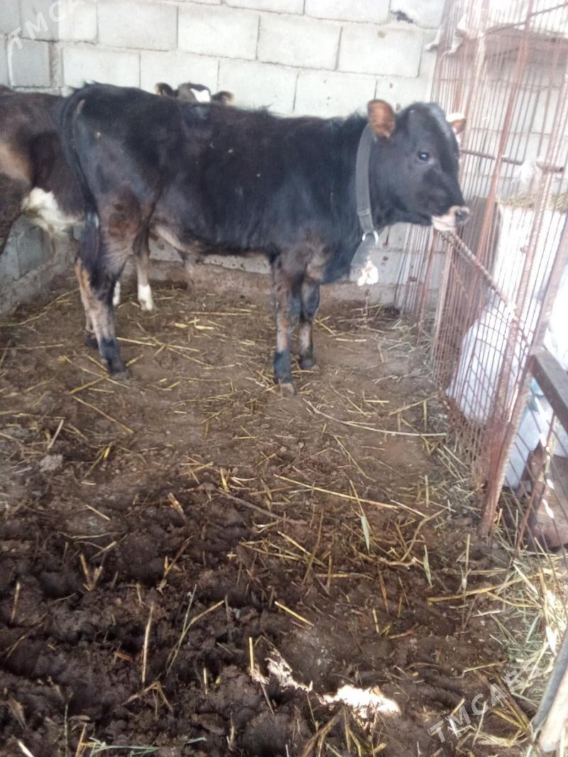 öküz öküzçe - Бузмеин - img 1