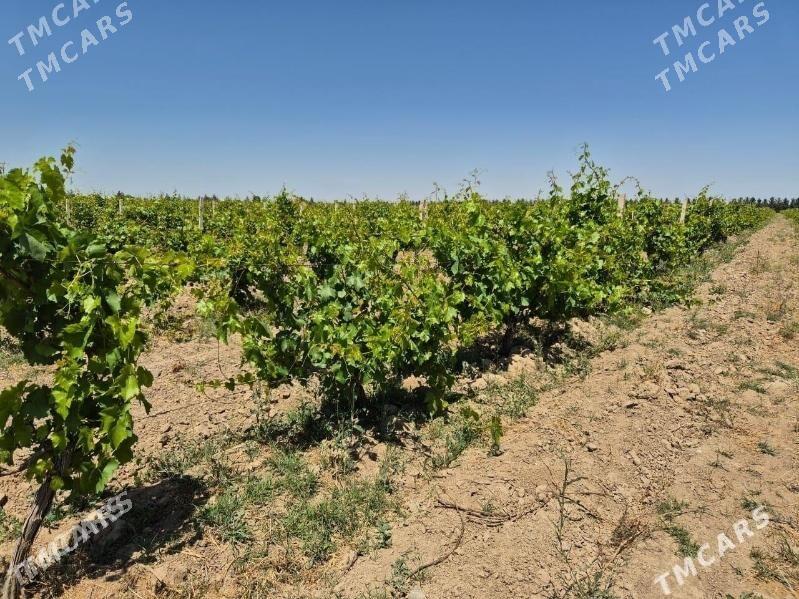 Üzüm gektar - Багир - img 1
