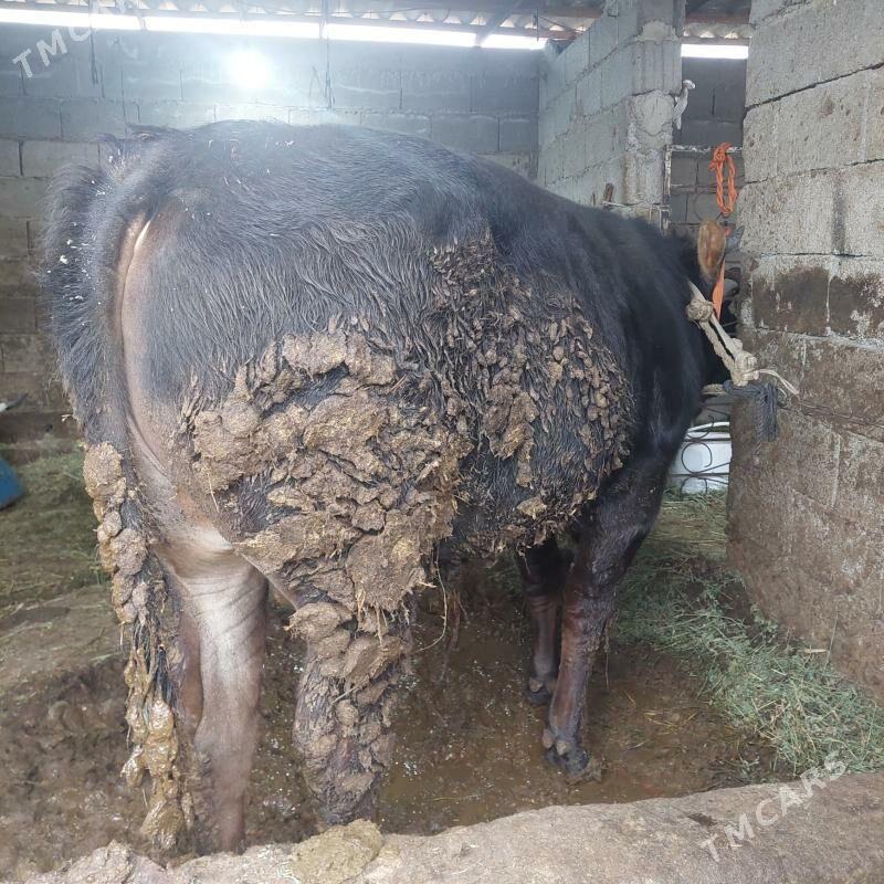 bakylan öküz - Gökdepe - img 1