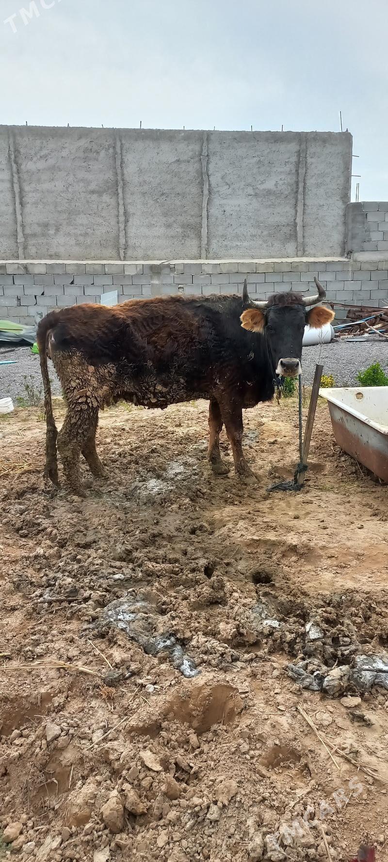 Sygyr - Кипджак - img 1