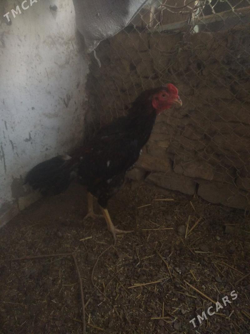 Horaz - Daşoguz - img 1